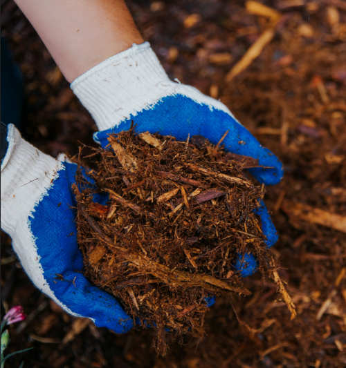 Lawn Conversion - Mulch with Gloves